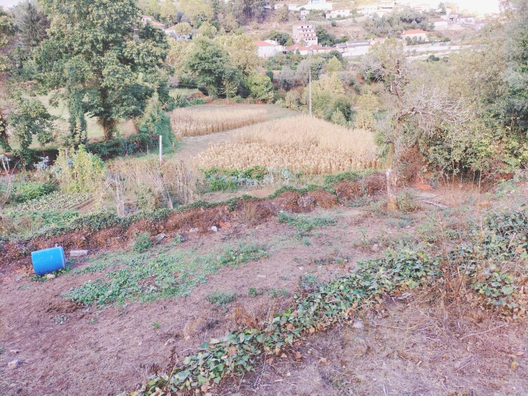 IMG-20250910-WA0031