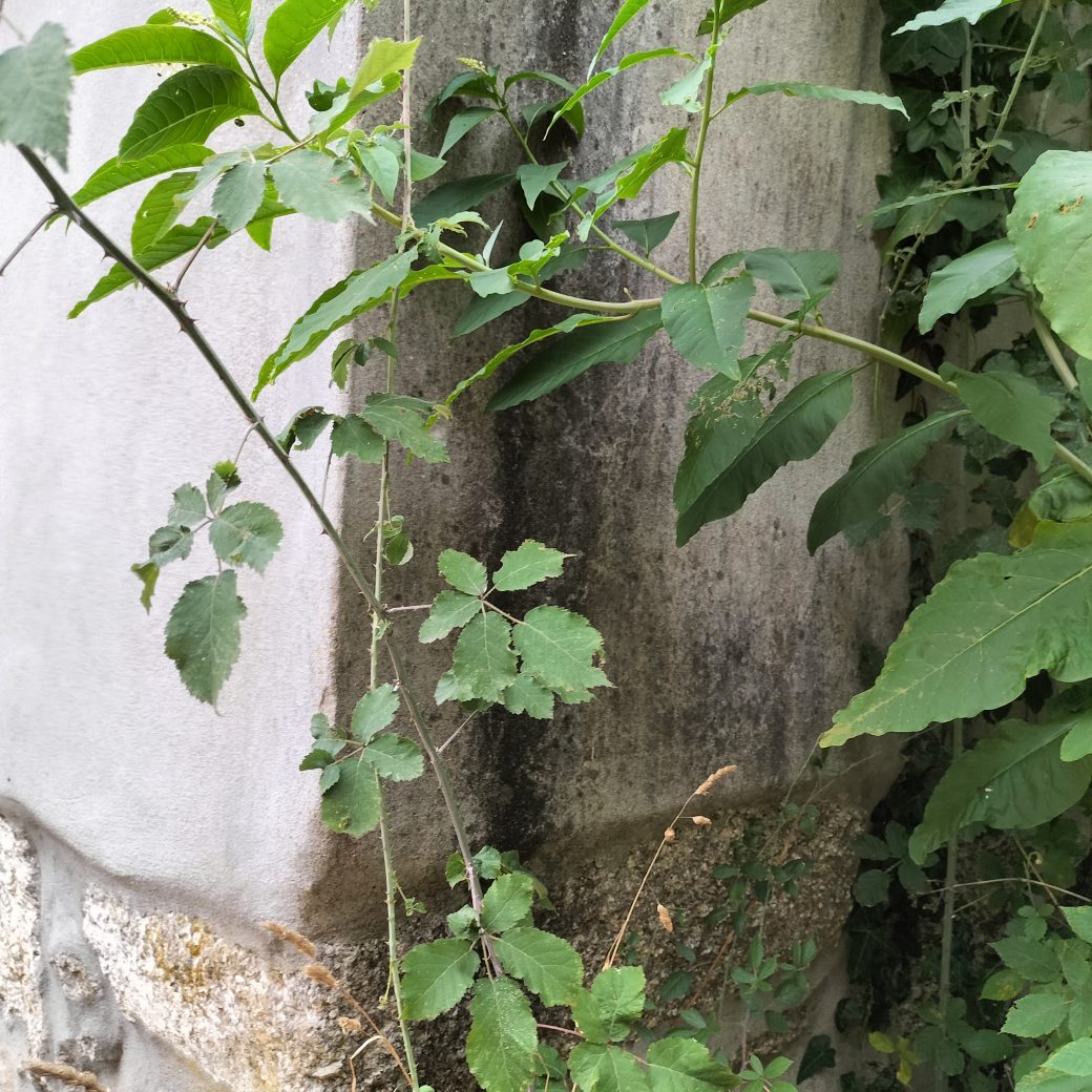 IMG20250805182403