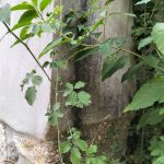 IMG20250805182403