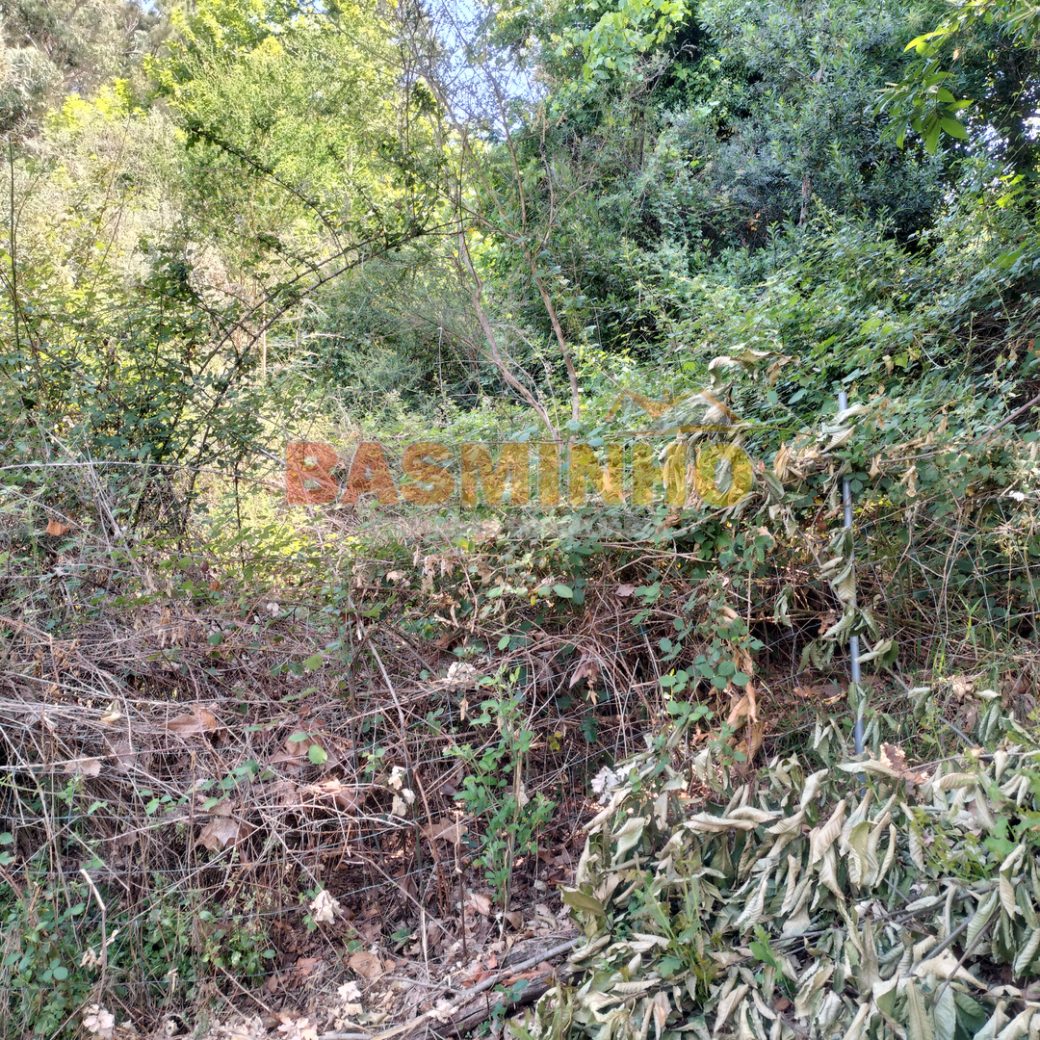 IMG20260613114411