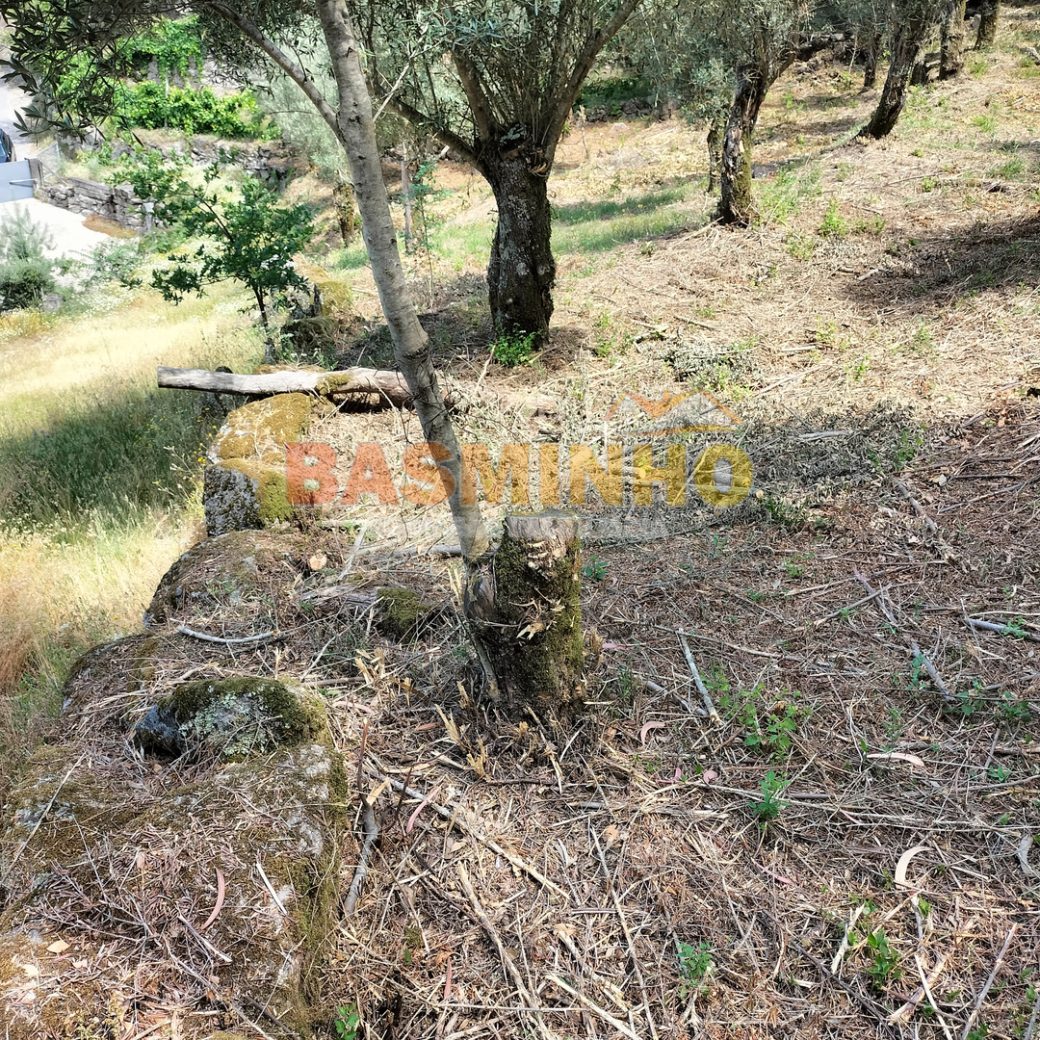IMG20260613115055